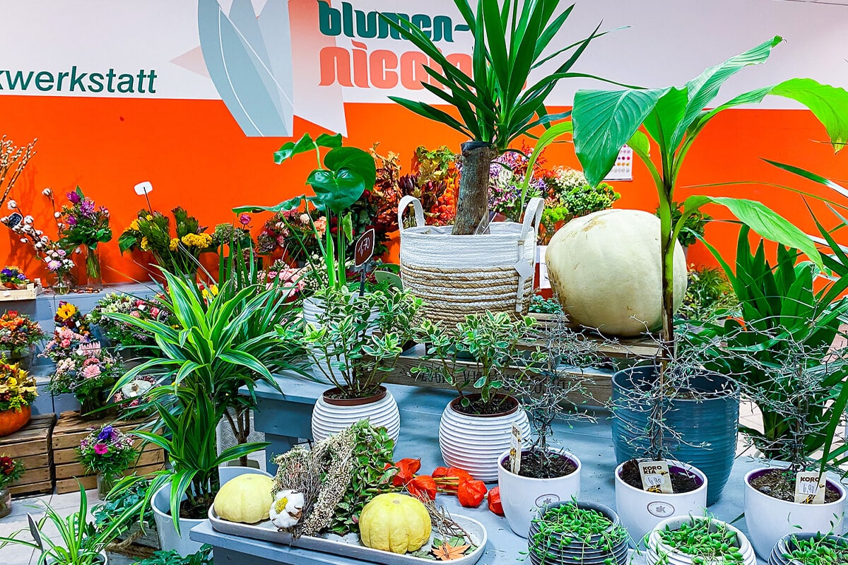 plantura zimmerpflanzen dnger Bio-Zimmer- & Grnpflanzendnger kaufen