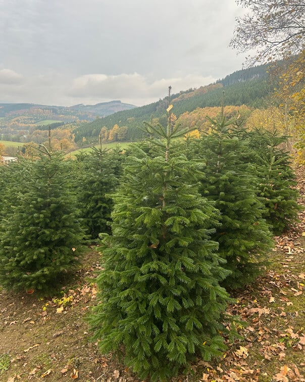 Mehrere grüne Tannenbäume auf einem Feld mit herbstlichen Laubblättern