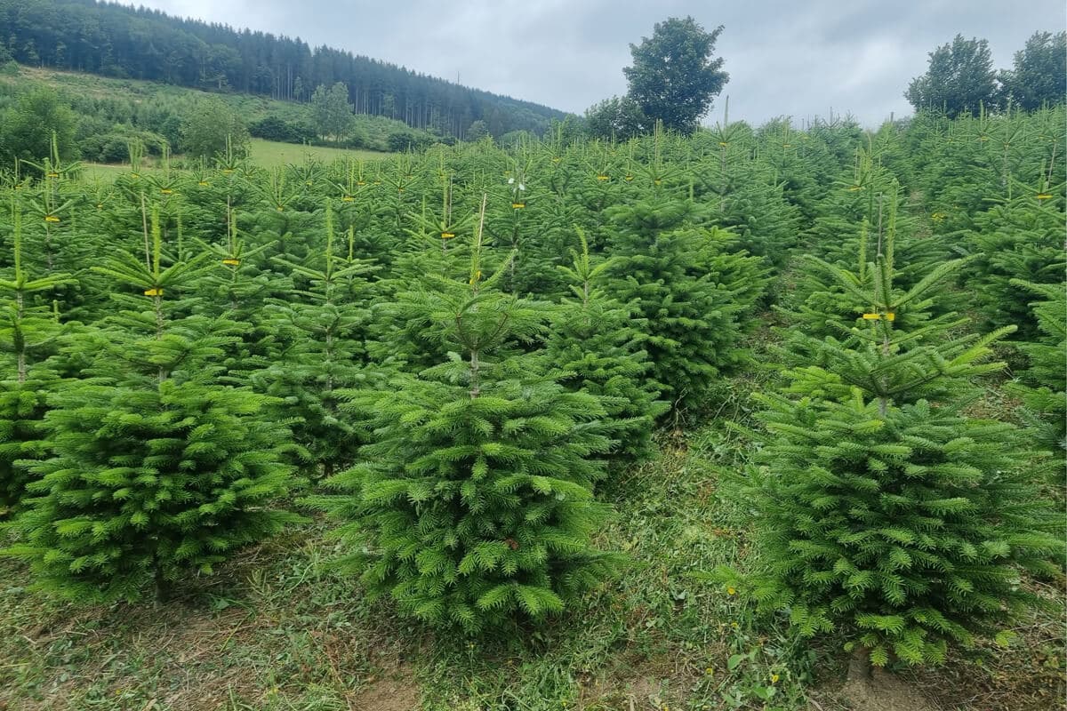 Mehrere grüne Tannenbäume in Reihen auf einem Feld mit bewaldetem Hügel im Hintergrund